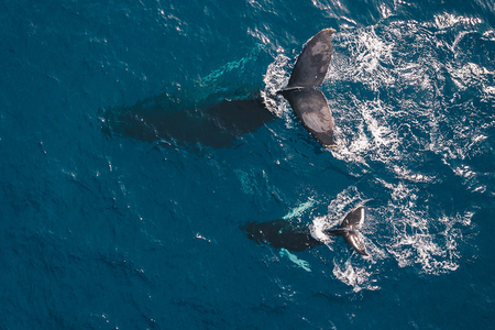 Good news is out there, if you look for it. For instance, just this month scientists announced that we are on our way to recovering oceans by 2050.