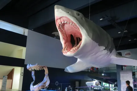 Reconstruction of a full-scale megalodon and a set of teeth at the Museo de la Evoluci&oacute;n de Puebla in Mexico.