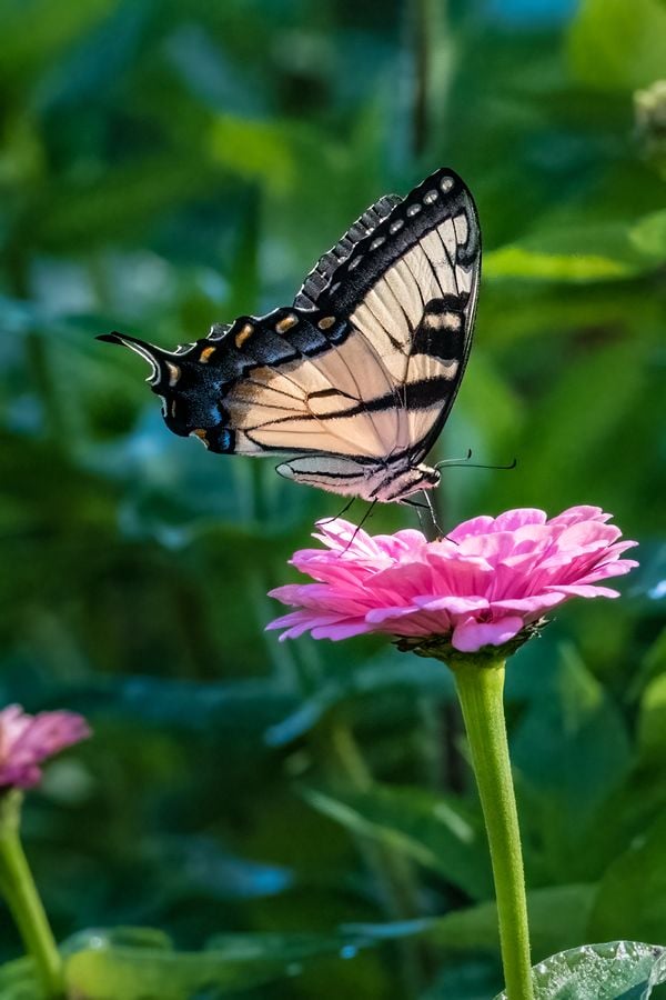 Easter Tiger Swallowtail landing thumbnail