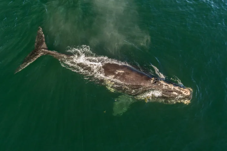 Right Whale