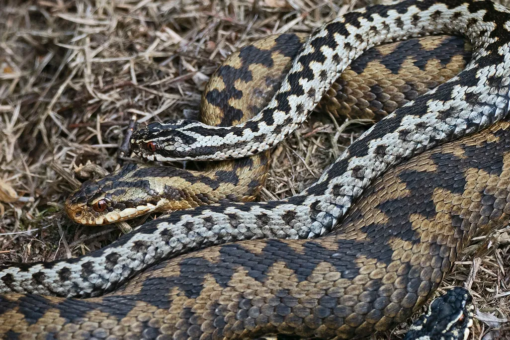 Common European Adders