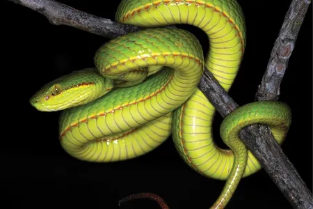 Trimeresurus salazar, or Salazar’s pit viper, named for the Harry Potter character Salazar Slytherin