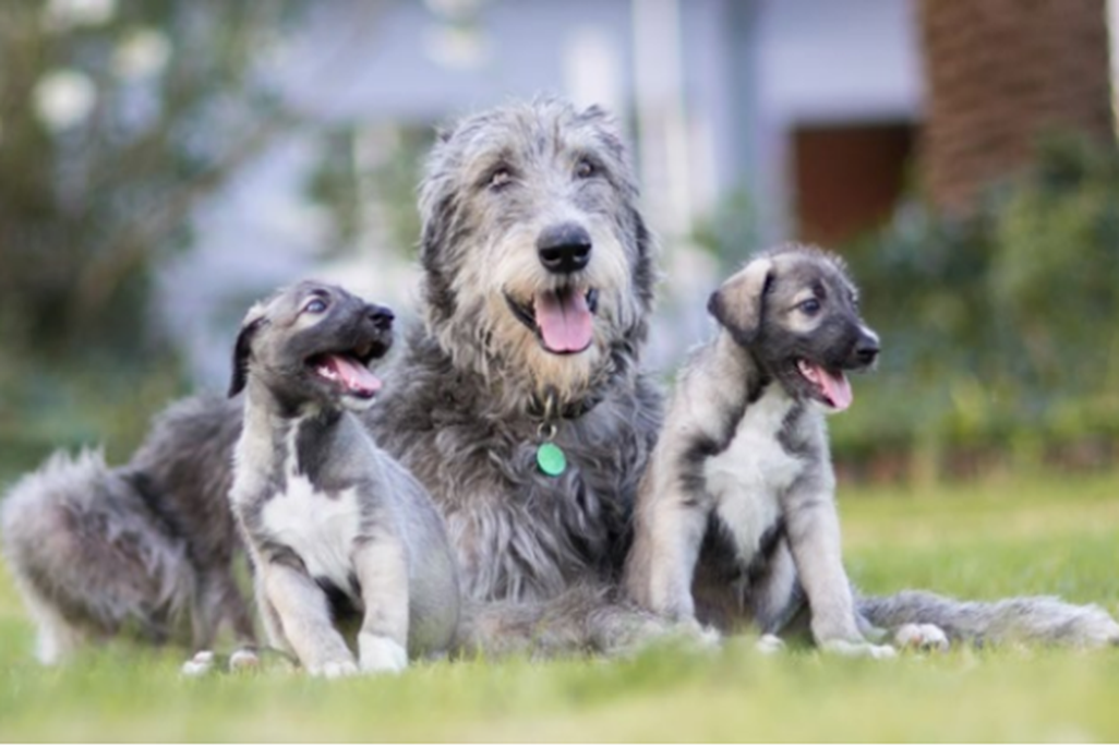 Twin Puppies
