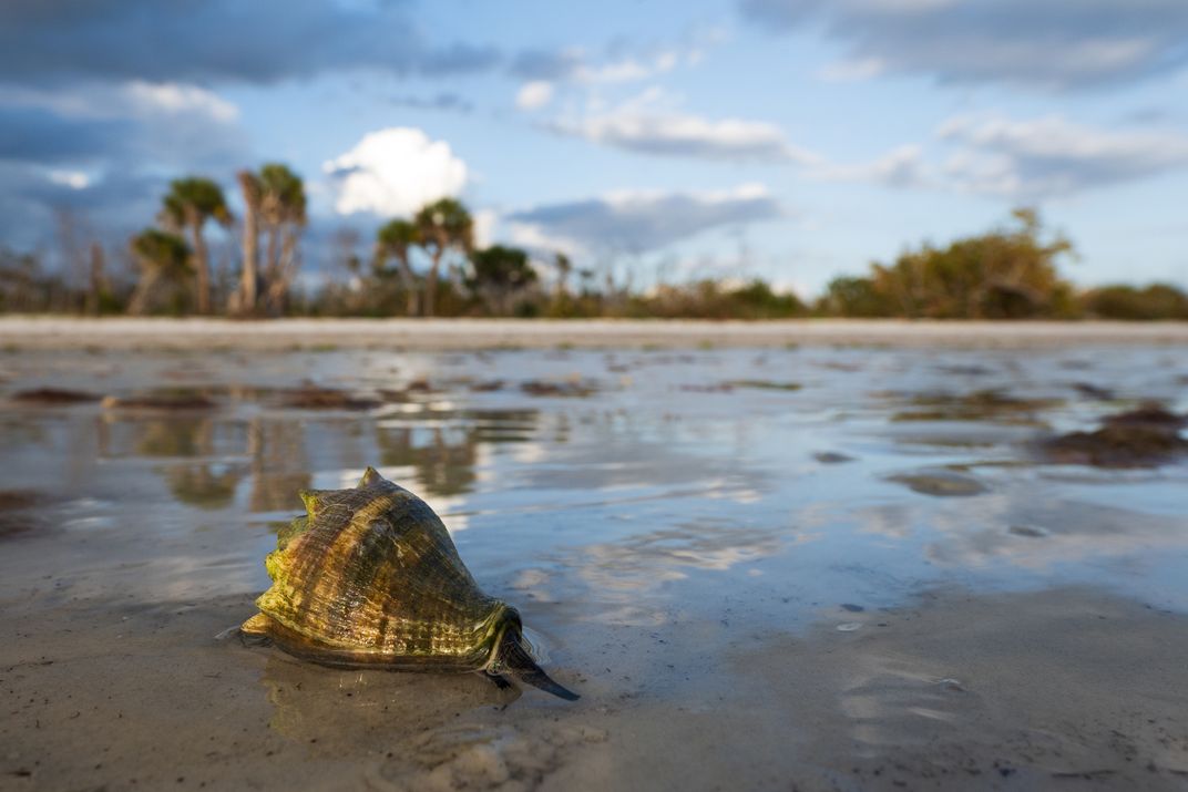 A crown conch—named for the ring of protruding points at its top—makes its way along the shore at low tide. These mollusks are predators, though they only feast on creatures that move even more slowly than they do. Oysters and clams are favorite food sour