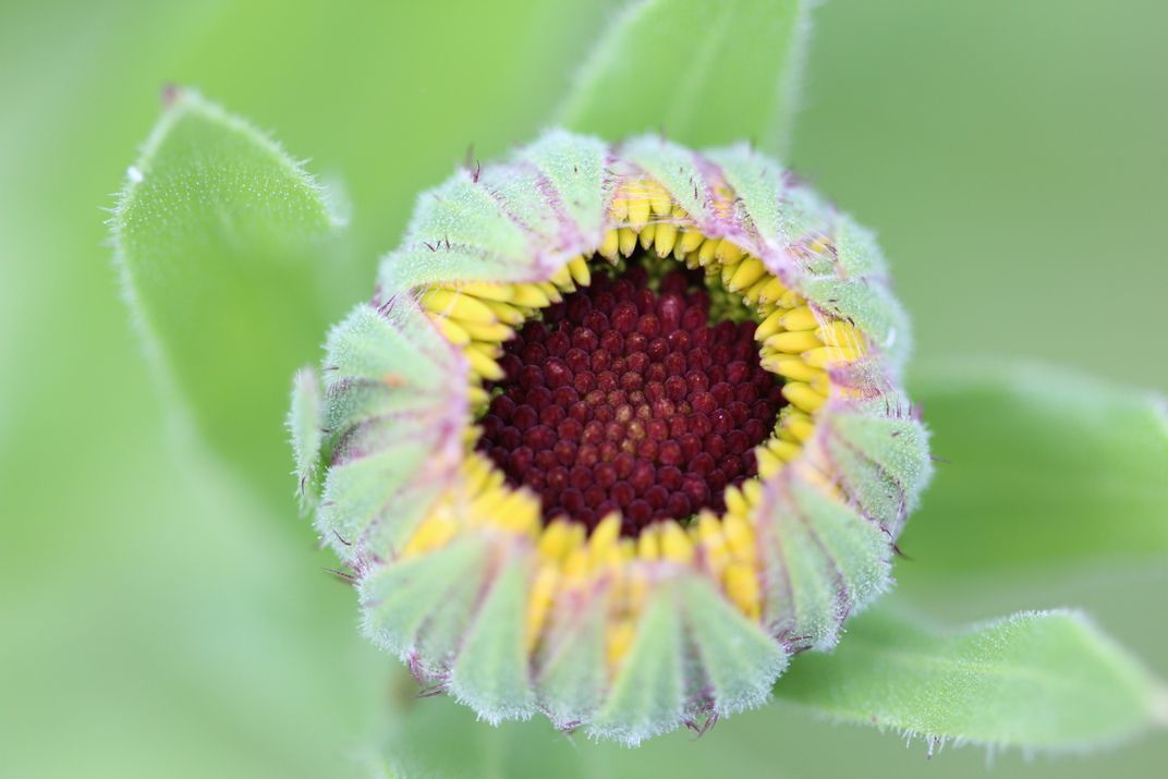 An unopened flower in the garden Smithsonian Photo Contest