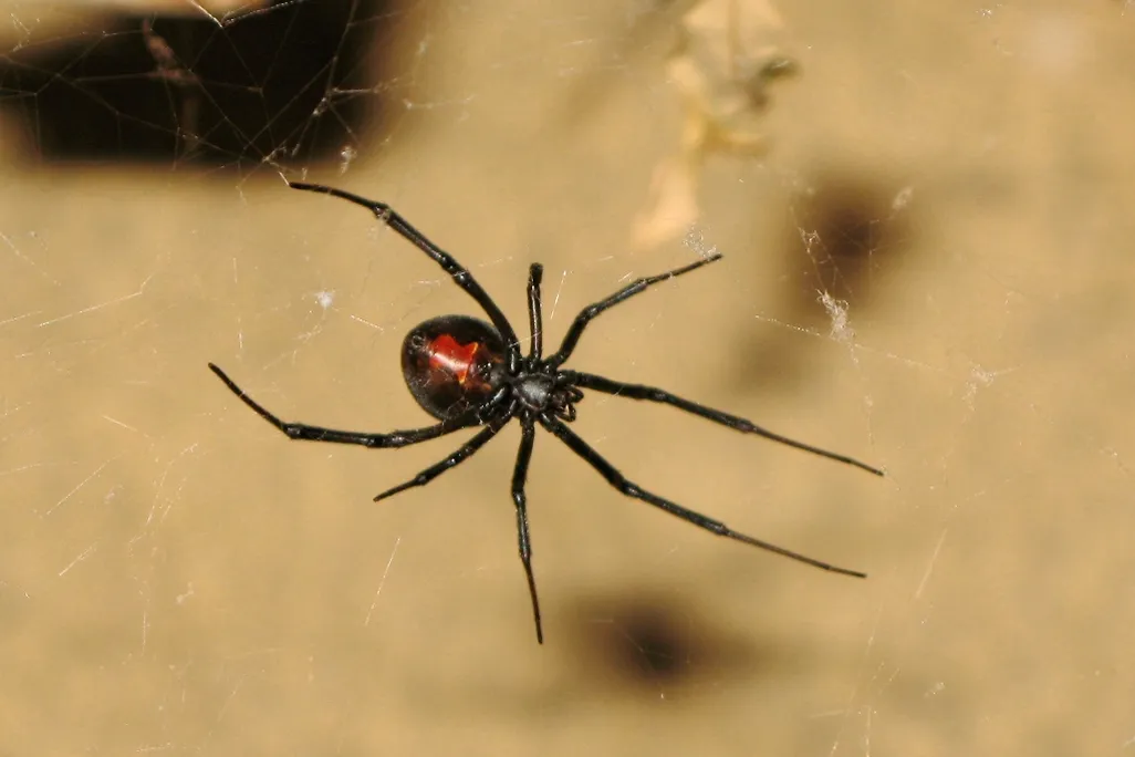A black spider with a red stripe on its back on a web