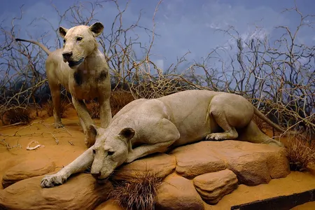 The lions have been housed as taxidermy specimens at the Field Museum in Chicago since 1925.