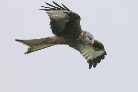 A team of researchers in northern Australia have documented kites and falcons, “firehawks,” intentionally carrying burning sticks to spread fire: It is just one example of western science catching up to Indigenous Traditional Knowledge.