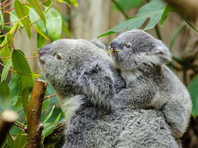 Koala populations are expected to drop by 50 percent over the next 20 years