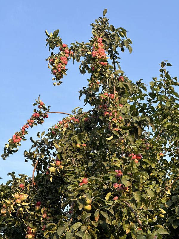 Fresh Apples from Grandpa’s Tree thumbnail