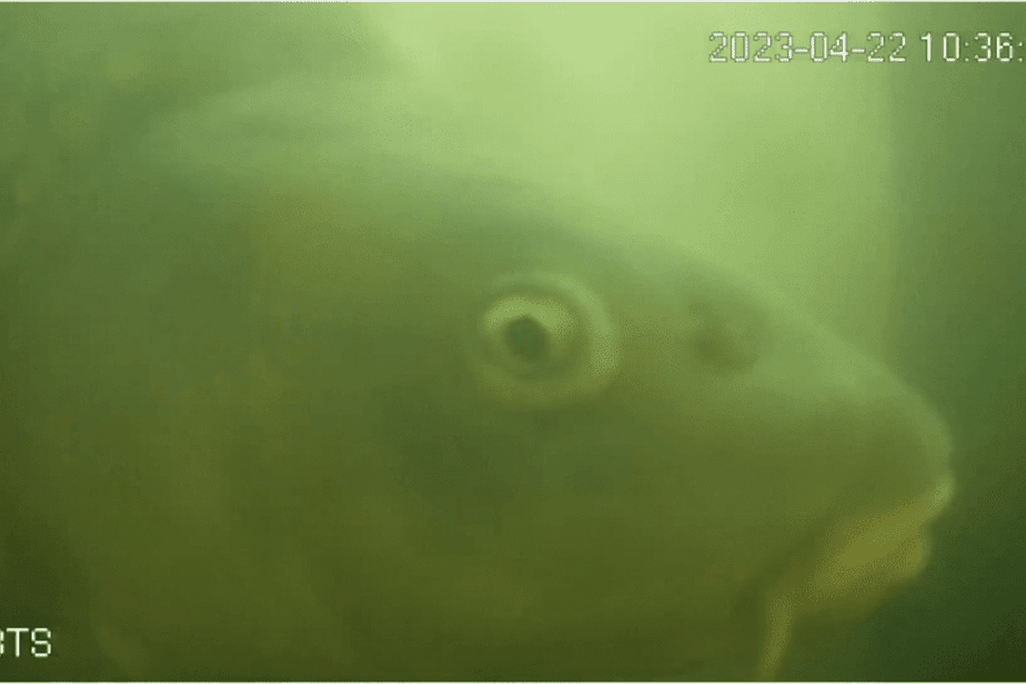 a fish appears on the live stream underwater