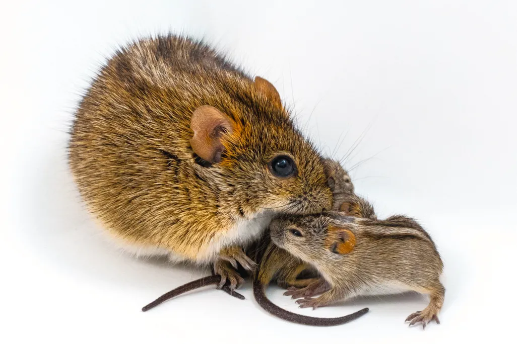 A striped mouse caring for a smaller striped mouse