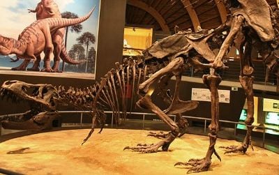A pair of Tyrannosaurus restored in the act at Spain’s Jurassic Museum of Asturias