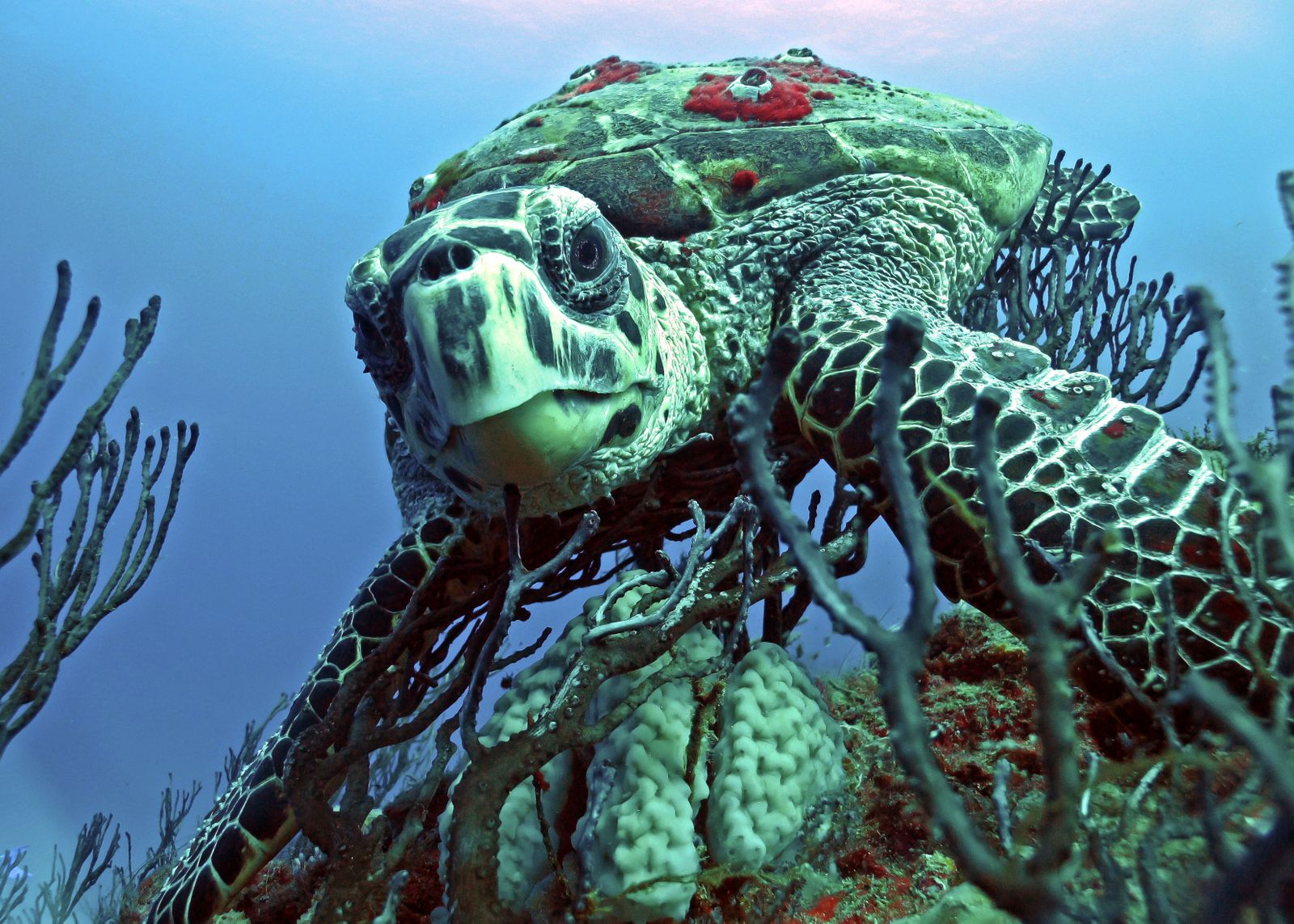 Voyagez sous la mer avec 15 superbes photos de la vie marine |  Science