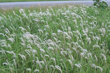 Cogongrass in bloom during early summer.



