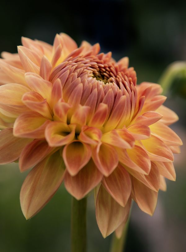 Golden Silence thumbnail