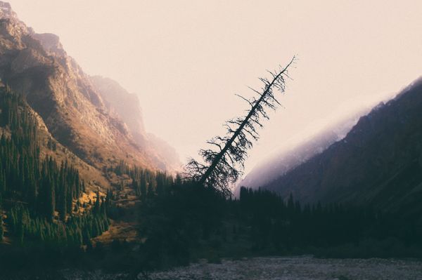 dead tree in the mountains thumbnail