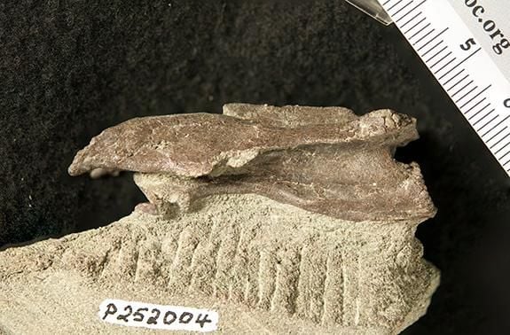 dinosaur vertebra