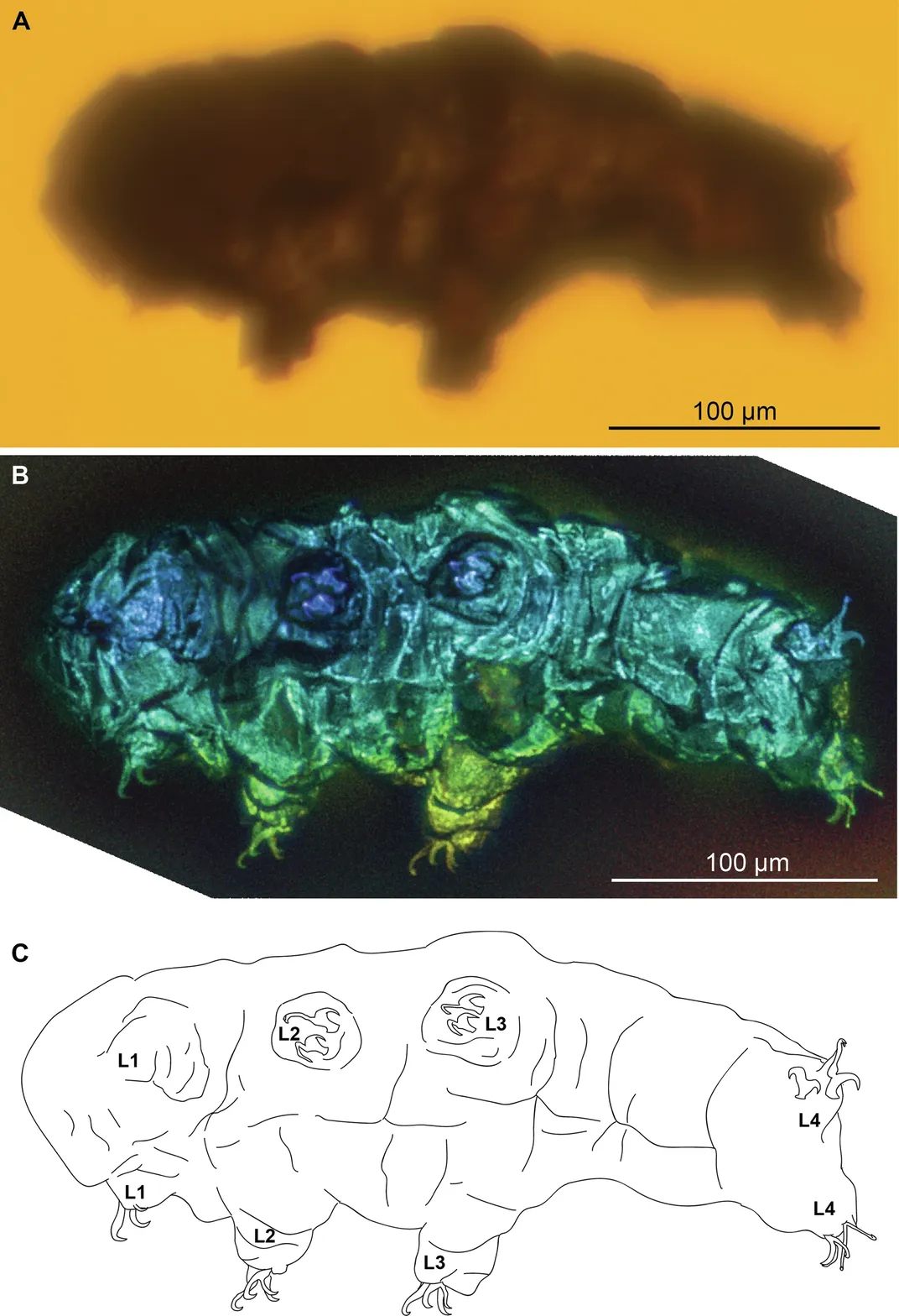 top: blurry shape with a couple of visible legs in yellow amber; middle: shape appears with more detail in blue, green and purple, its legs and claws much more defined; bottom: a schematic drawing of the tardigrade with each of four pairs of legs labeled