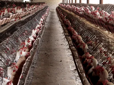 Chickens on a poultry farm in Tepatitlan, Jalisco State, Mexico, on June 6, 2024. Outbreaks of H5N2 avian influenza have recently been reported in poultry in Mexico.
