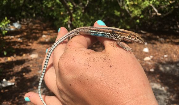 St. Croix ground lizards are one of the world's rarest lizards. (Nicole Angeli, Smithsonian)