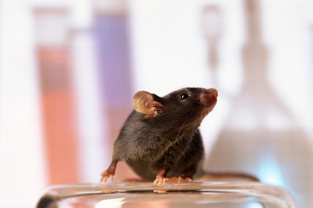 research mouse