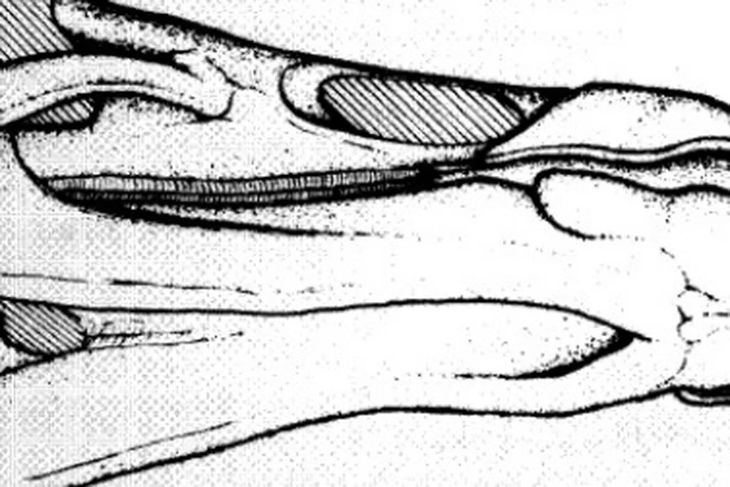 A reconstruction of the Edmontosaurus skull LACM 23502, with a beak based on a natural mold.