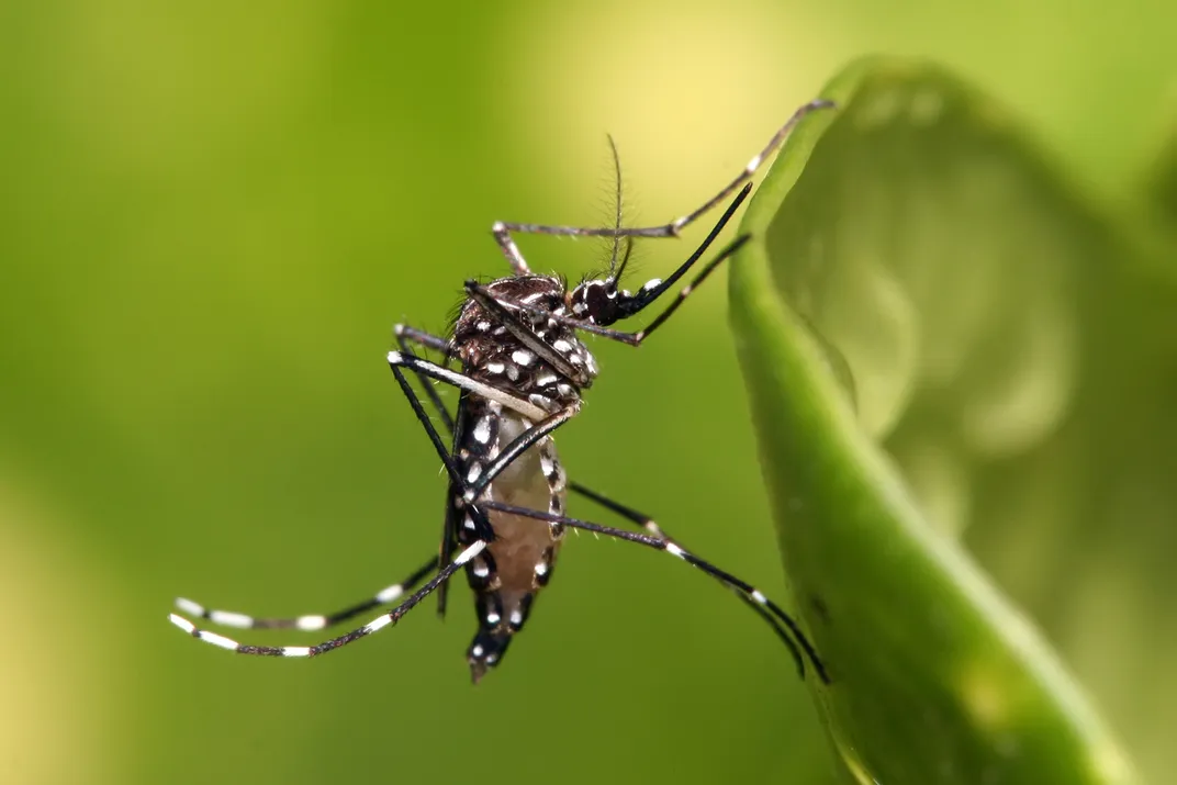 This Teenager Found a Way to Control Mosquitoes Using Essential Oils and Baker's Yeast