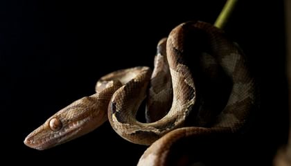 This Elusive Snake's Habitat Is Under Threat in Ecuador. Here's How Conservationists Are Fighting Back