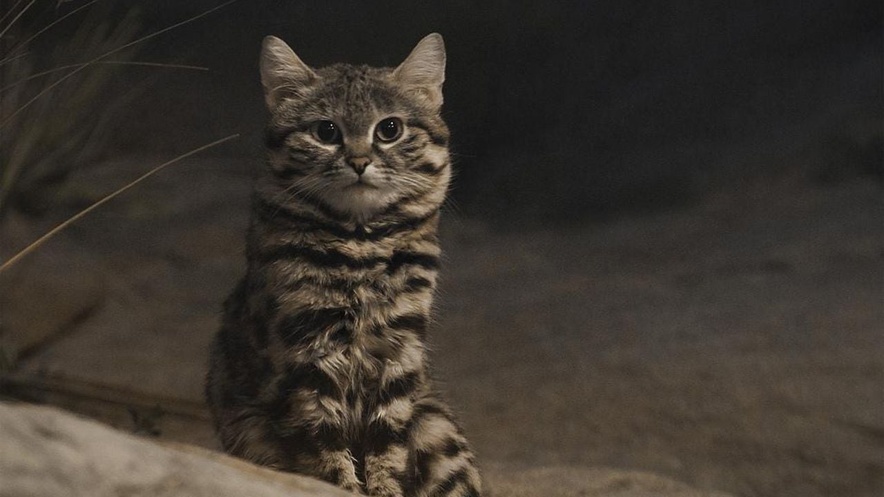 Qizlar jinsiy aloqa mashinalarida kamming