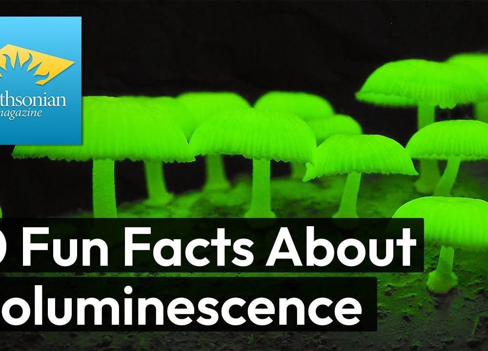 Preview thumbnail for video '10 Fun Facts About Bioluminescence