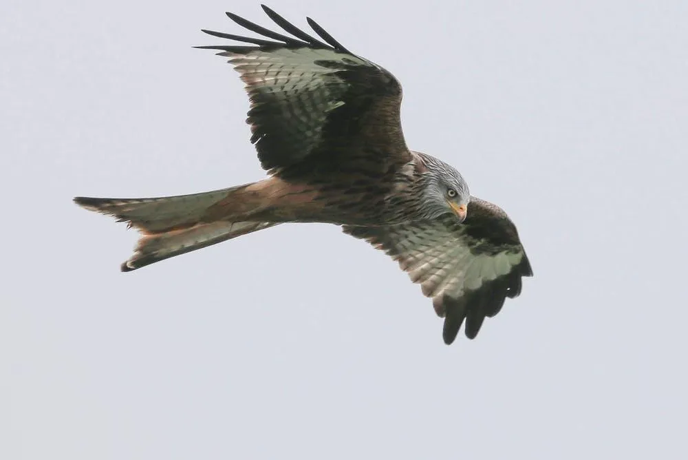 kites and falcons