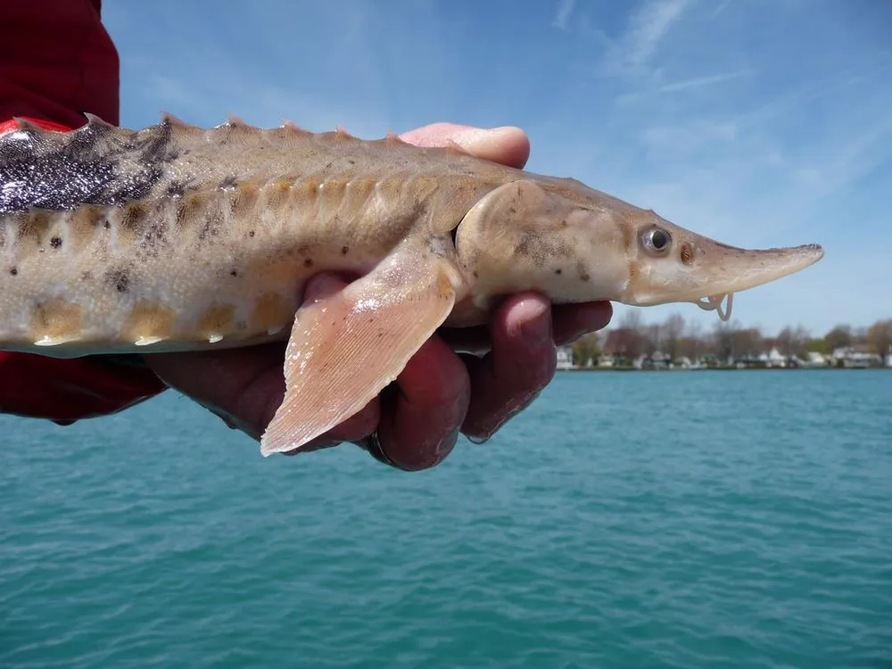 a juvenile lake sturgeon is being held parallel to the ground with water in the background