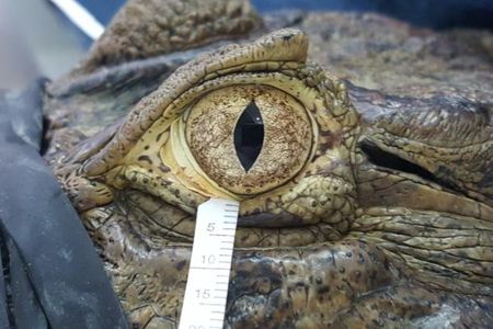 Researchers collecting tears from Broad-snouted caiman.