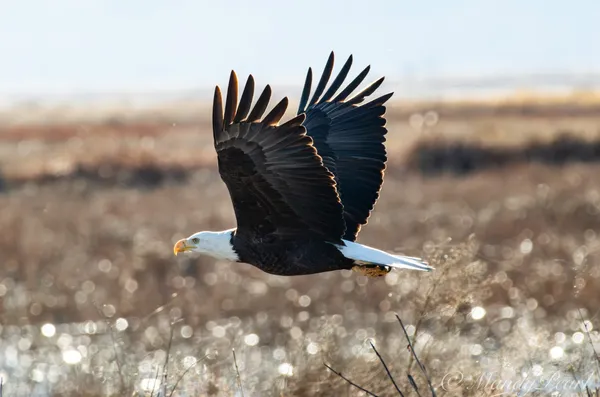 Guardian of the sky. thumbnail