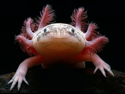 Axolotls can regrow lost limbs, again and again, making them appealing to scientists who want to understand regeneration.