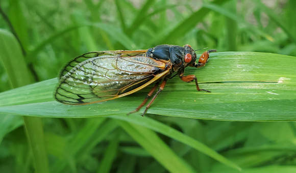 A 17-year Brood X cicada.