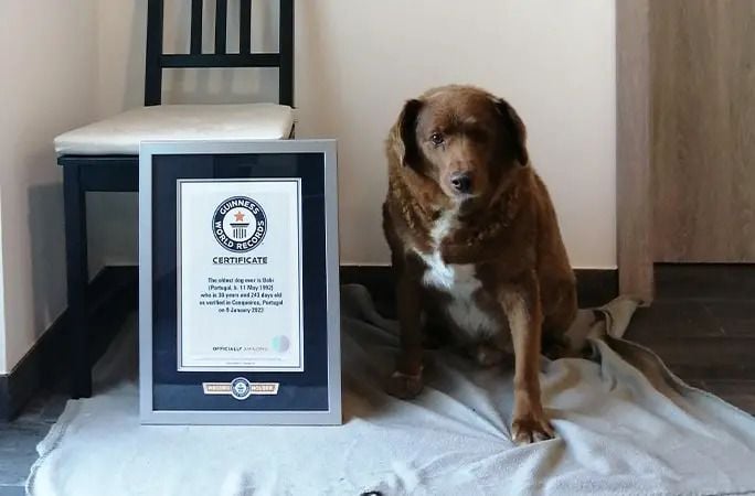 Brown dog with a Guinness World Record certificate