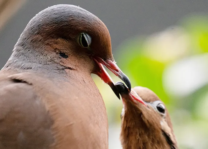 two doves, one with its eyes partially closed, touch beaks