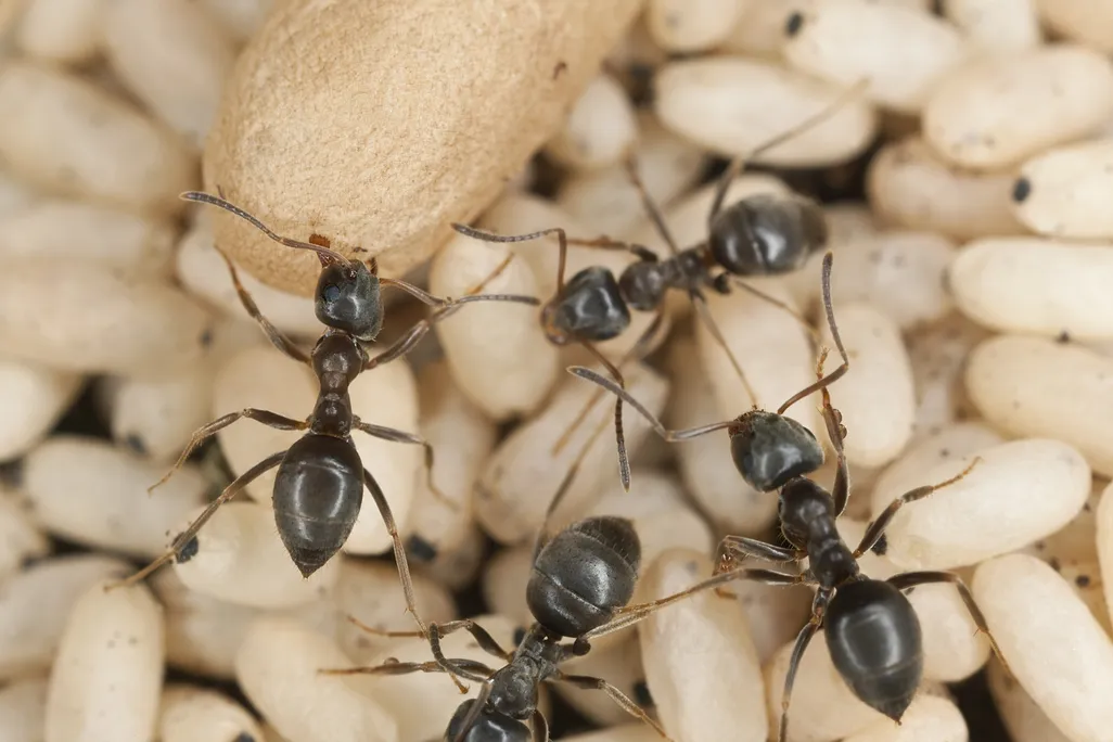 black ants with larvae