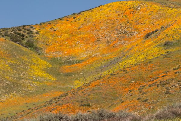 Wildflowers, Elizabeth Lake thumbnail