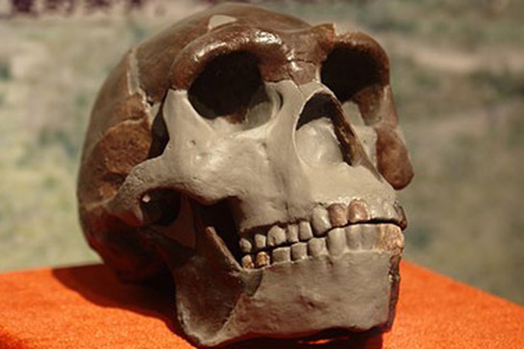 A replica of a Peking Man, or Homo erectus, skull on display in China.