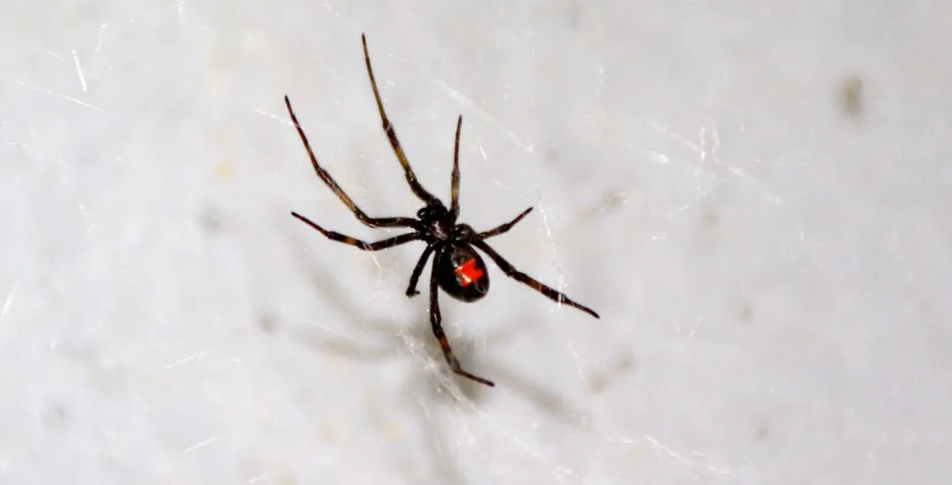 Up Close And Personal With A Black Widow In My Garage. 