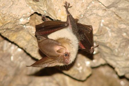 A bat clings to the roof of an abandoned cellar&mdash;an unlikely but vital habitat type for Europe&rsquo;s bats.