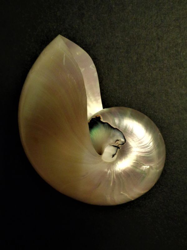 Nautilus shell on black thumbnail