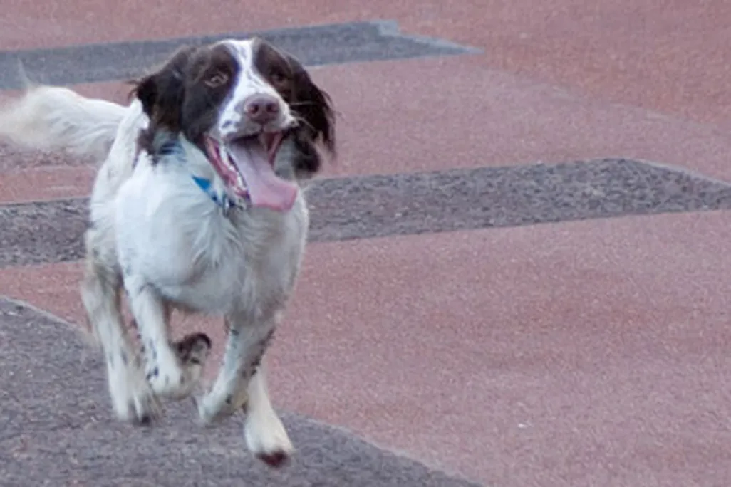 New apps and gizmos are helping pets out.