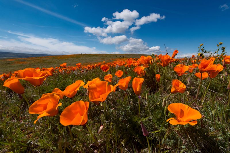 Poppies