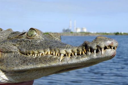 A baby croc is held up in front of the Turkey Point wildlife preservation area in 2008. 