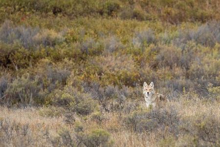 Coyotes are one of the most resourceful and resilient predators and play an important role in controlling populations of small mammals.
