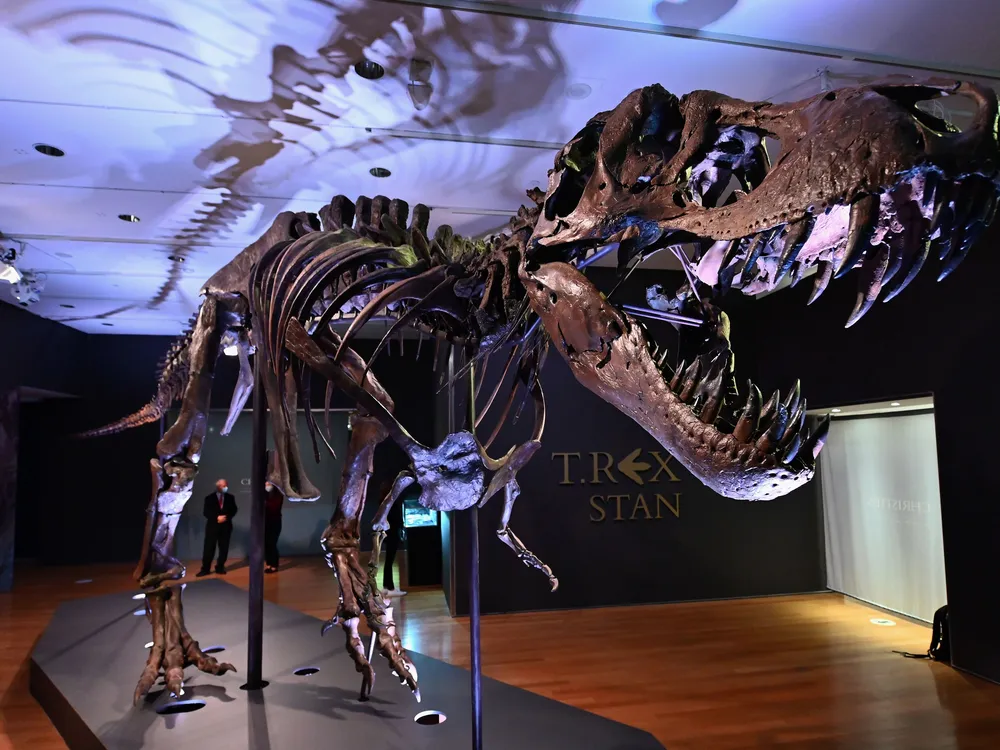 An image of the T. rex specimen, Stan, on display at Christie’s auction house in New York City.